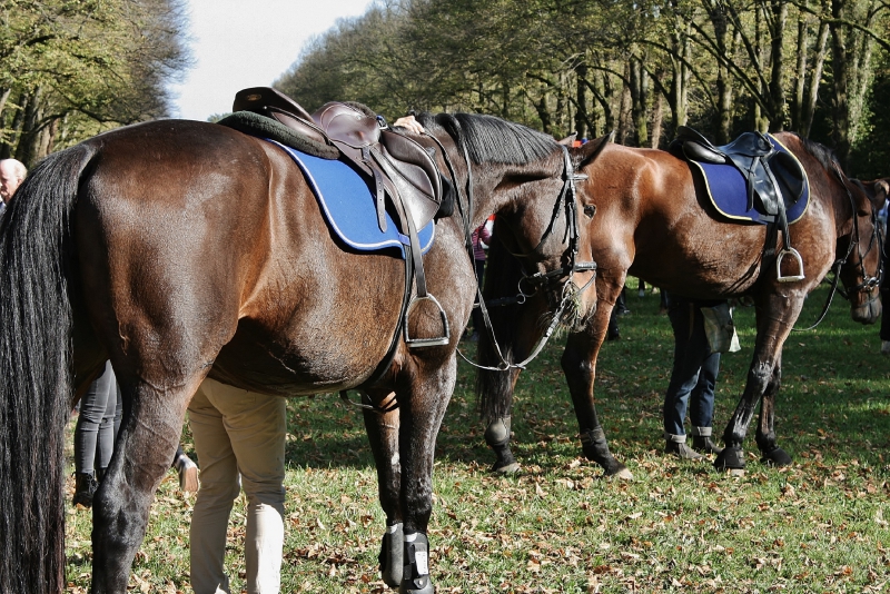 sellier-AURIBEAU SUR SIAGNE-min_horse-3956916